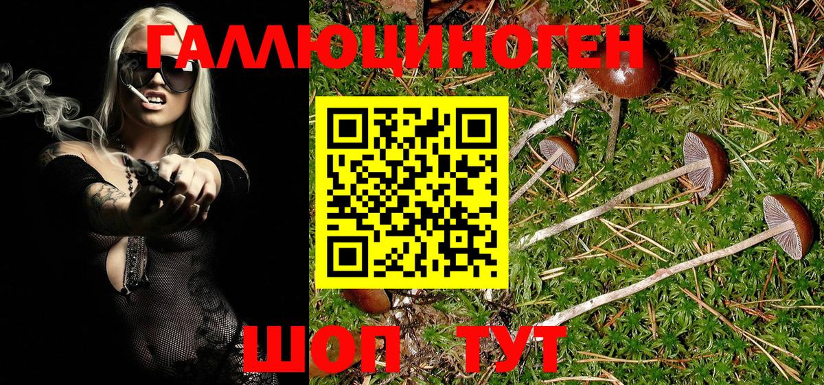 Псилоцибиновые грибы Psilocybine cubensis Североуральск